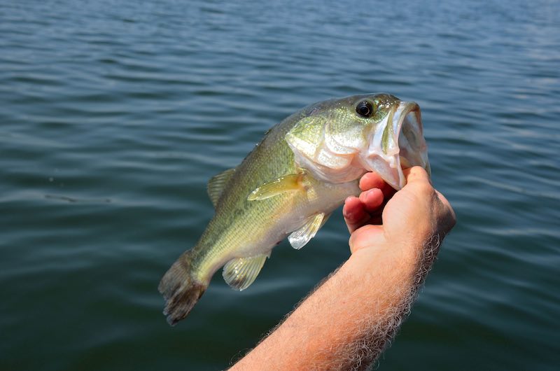 A Largemouth Bass caught on a sunny day in the city