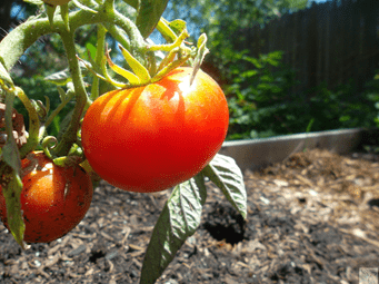 urban farming tomato