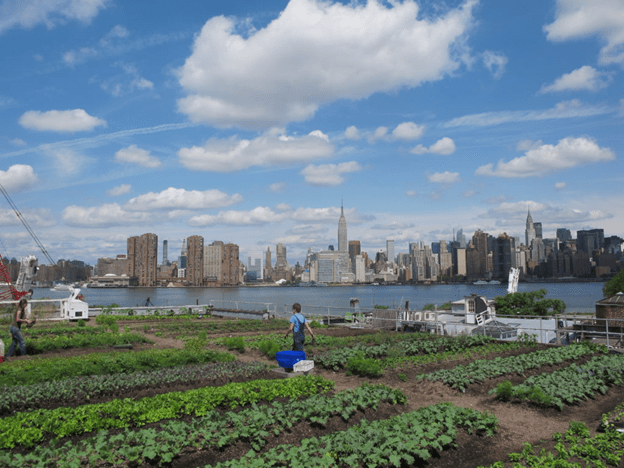 rooftop urban farming